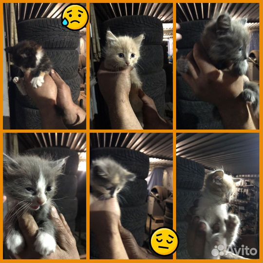 Котята ищут дом
