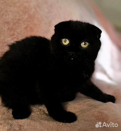 Кошки в добрые руки бесплатно
