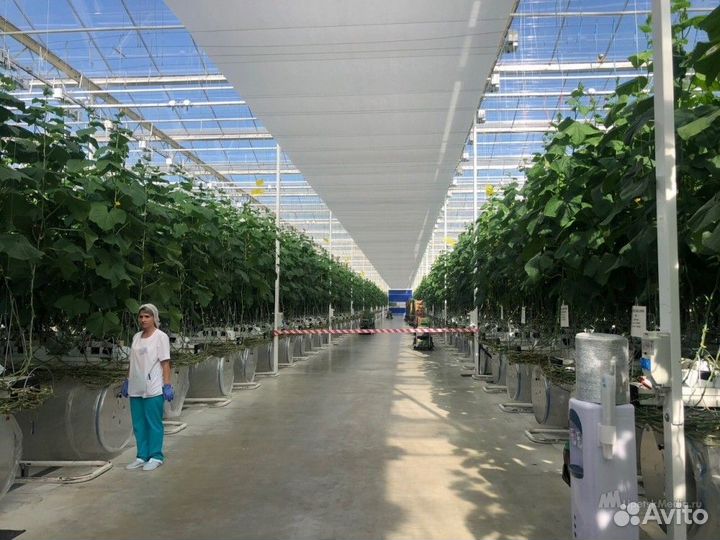 Елец нужны разнорабочие в тепличный комплекс