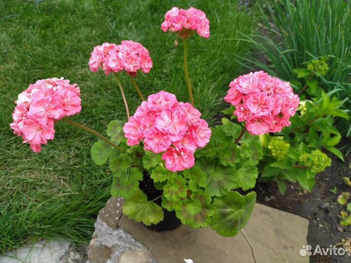 Пеларгония герань Рыжая Бестия