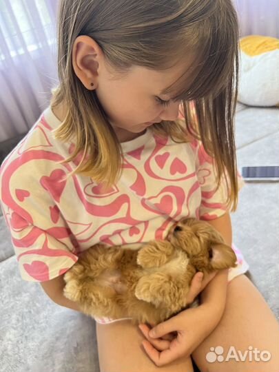 Малыш мальтипу F1