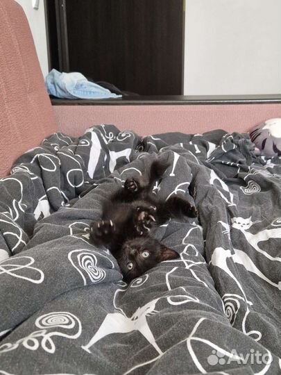 Отдам котёнка в добрые руки