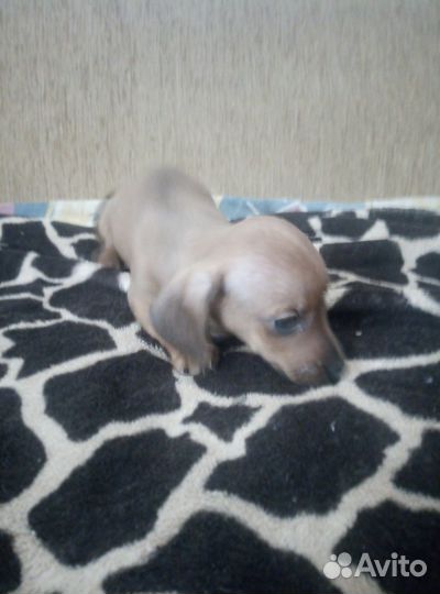 Щенки таксы