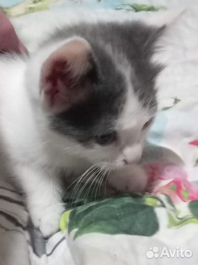 Отдам кошечку в добрые руки