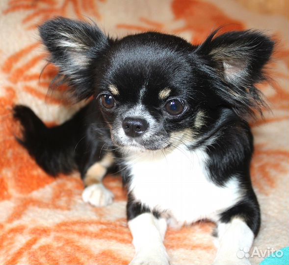 Девочка черно-подпалая