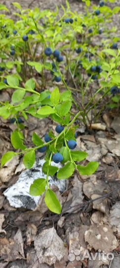 Черника свежая