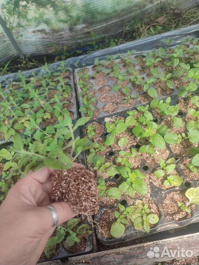 Мята сортовая