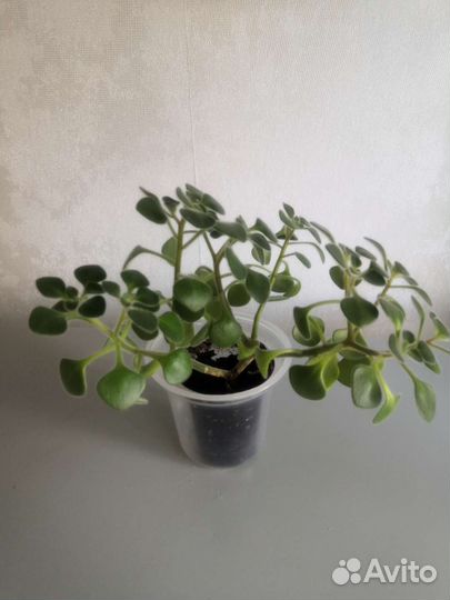 Аихризон дерево любви