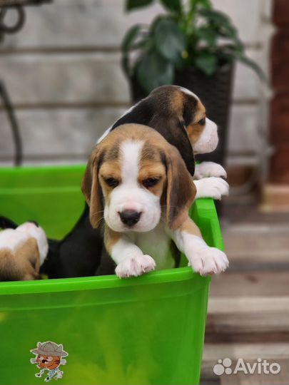 Щенки бигль