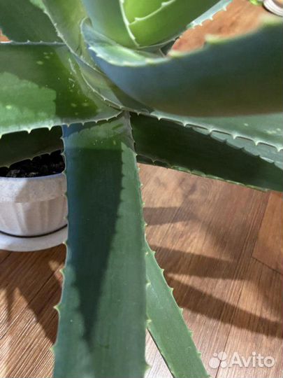 Цветок Алоэ