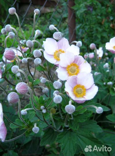 Анемона японская