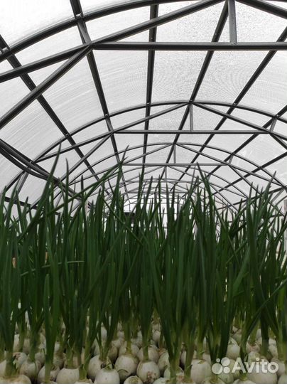 Лук зелёный