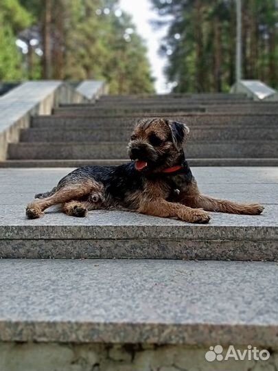 Бордер терьер