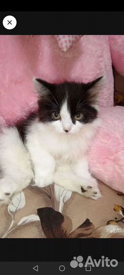 Кошка