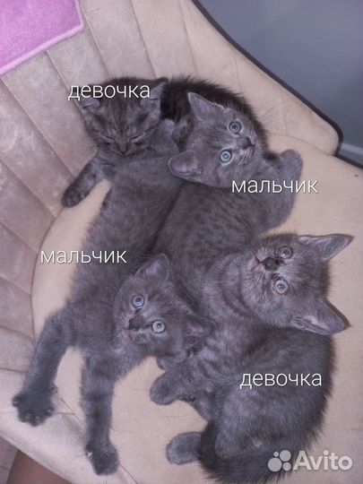 Котята шотландской мамы