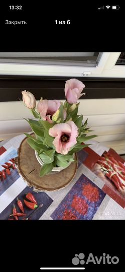 Эустома в горшке низкорослая