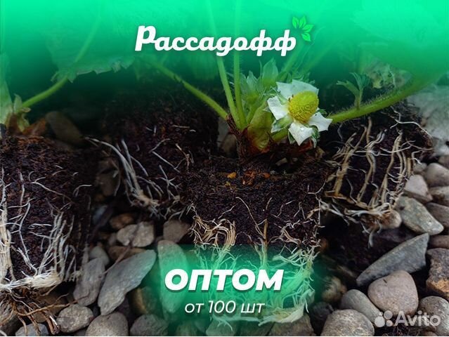 Рассада клубники. Элитные сорта