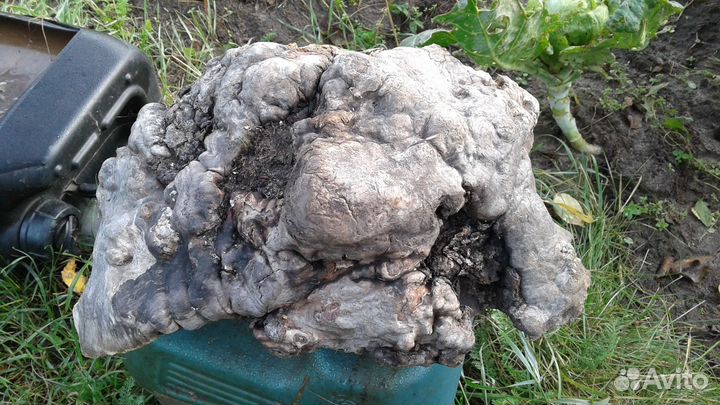 Кап березовый