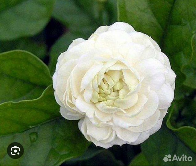 Комнатный жасмин Самбак