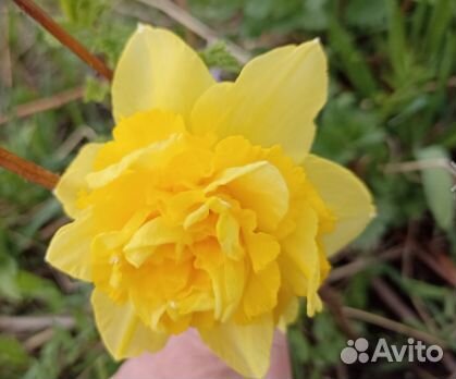 Продаются цветы (садовые, весенние)