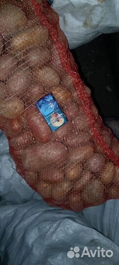 Картофель домашний