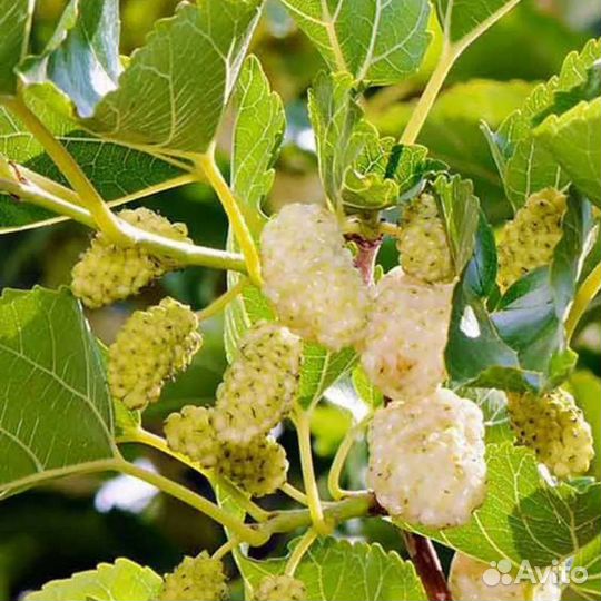 Шелковица семена (тутовник)