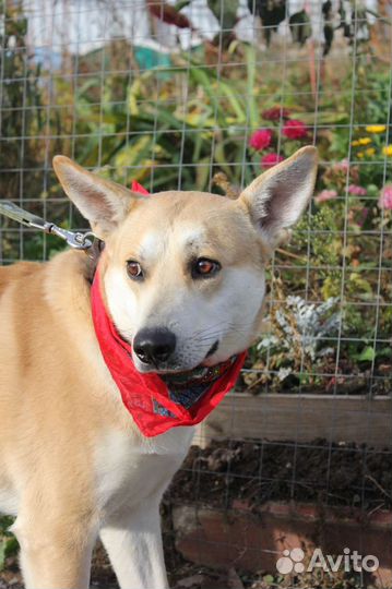 Отдам собаку