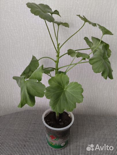 Комнатные цветы