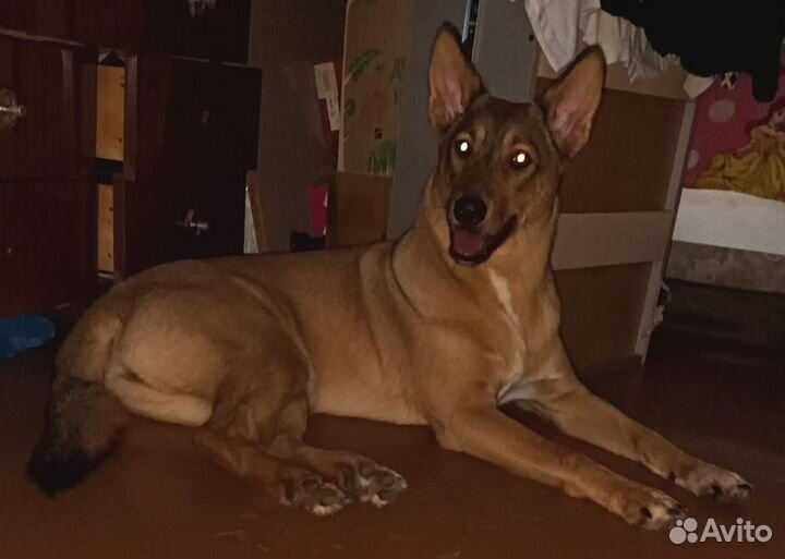 Луна ищет дом