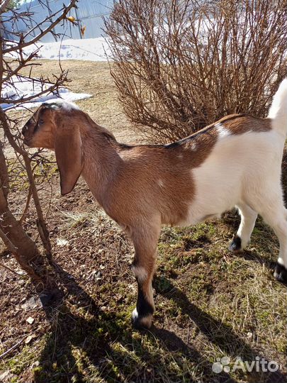 Англо нубийские козлята