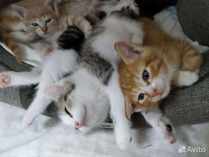 Отдаю котенка хорошим хозяевам условно бесплатно