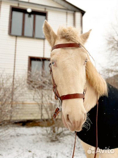 Уздечка для лошади full