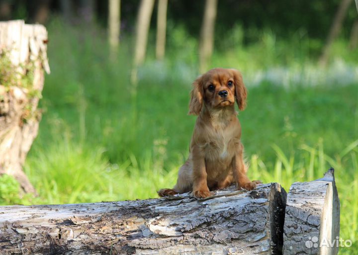Мальчик кавалер кинг чарльз спаниель