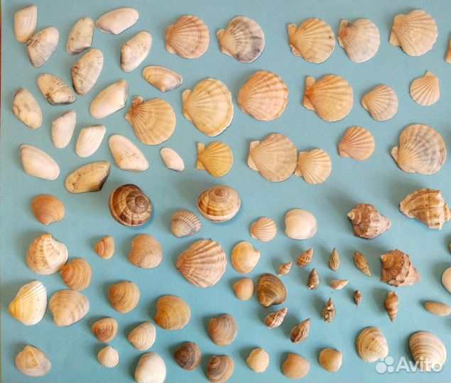 Ракушки камни пробки шишки самолётики для поделок