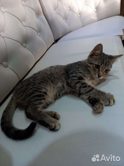 Котенок мальчик