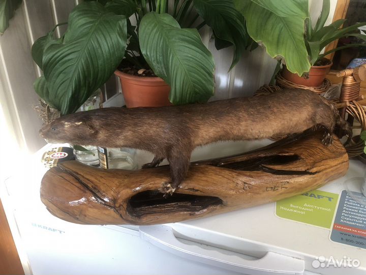 Чучело зверя