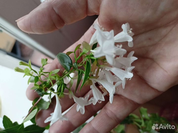 Экзотические комнатные растения