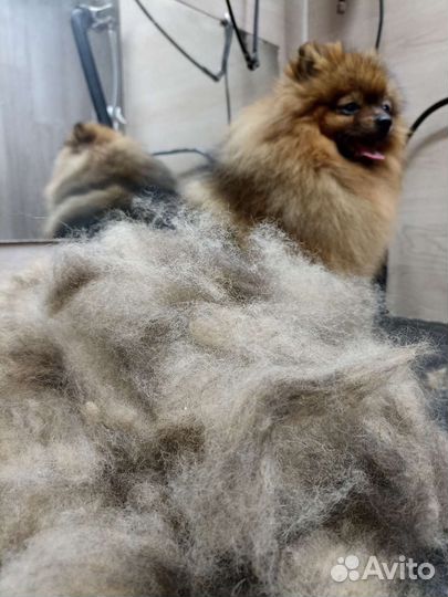 Стрижка и триминг собак и кошек