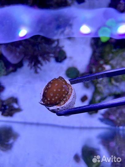 Набор кораллов для морского аквариума