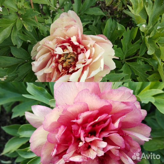 Любимое хобби