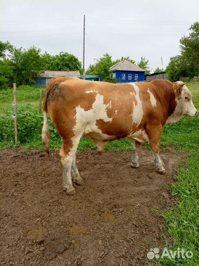 Бычки сементалы