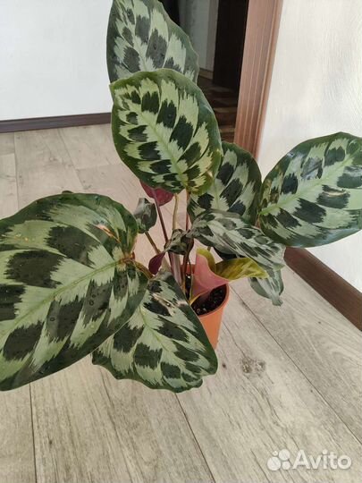 Калатея хелен кеннеди