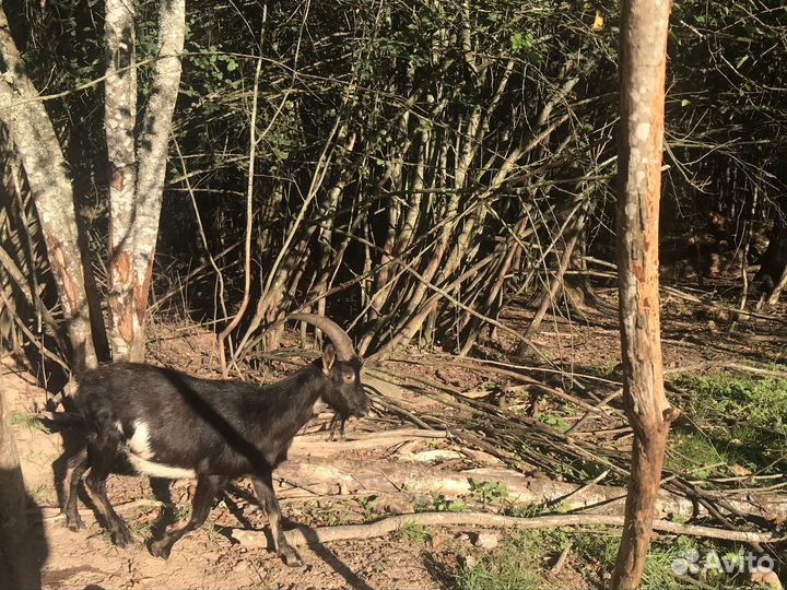 Козлик на племя