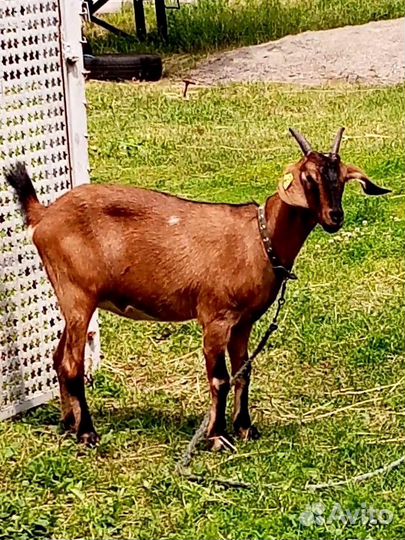 Породистые козы, козлята