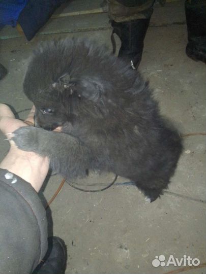 Привязался