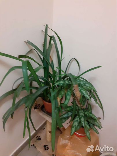 Хлорофитум