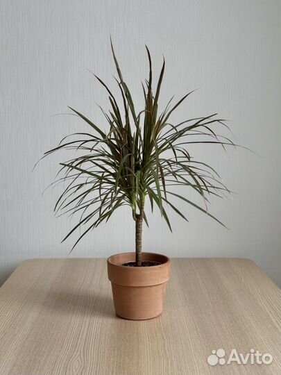 Драцена маргината биколор