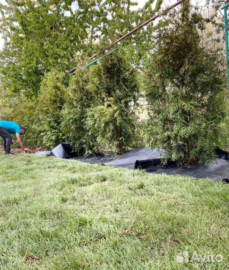 Рулонный газон с укладкой