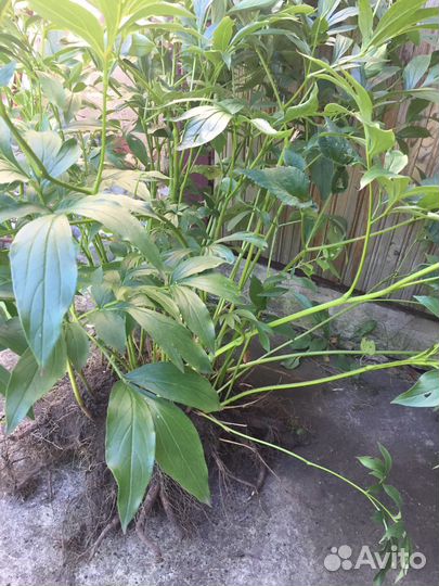 Пионы саженцы