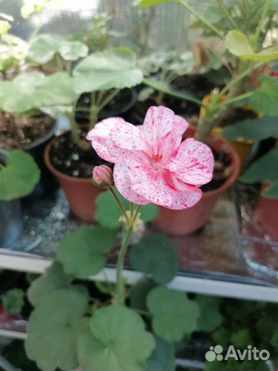 Пеларгония/герань